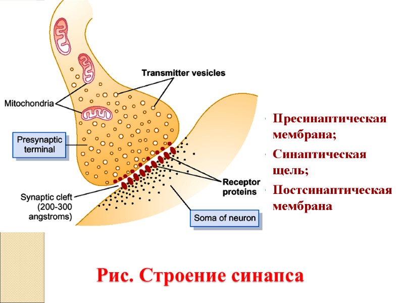Пресинаптическая мембрана; Синаптическая щель; Постсинаптическая мембрана        Рис.